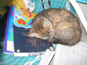 Photo of a Spanish Book of Mormon and a sleeping kitty