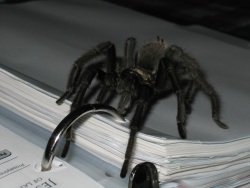 Photo of a tarantula from Mount Diablo.