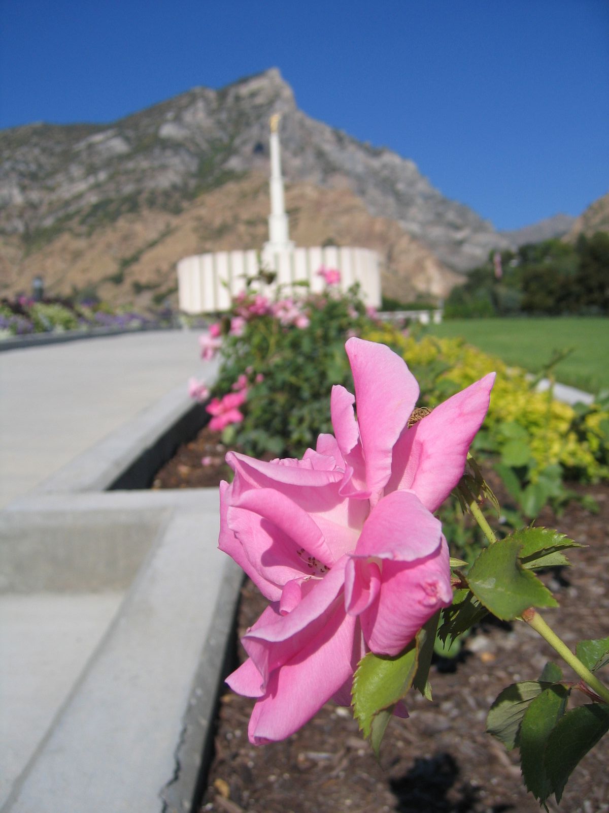 Flower at the Provo Temple