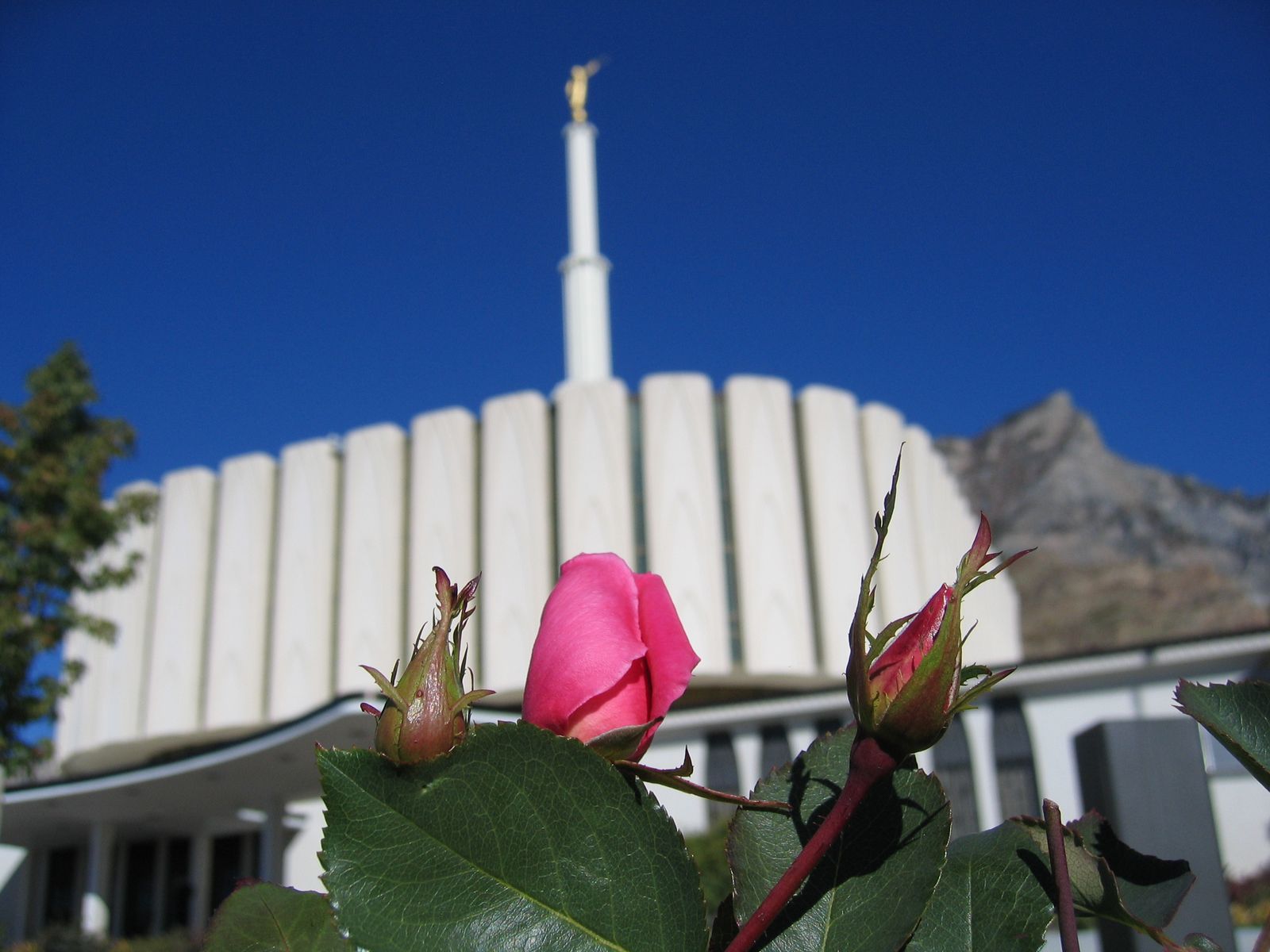 Buds at the Provo Temple
