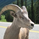 Bighorn Sheep