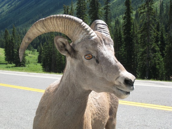 Bighorn Sheep