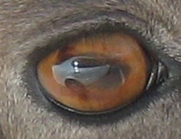 Eye of a Rocky Mountain Bighorn Sheep