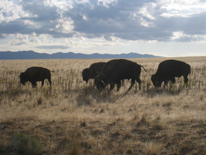 Antelope Island bison.