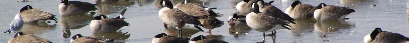 Kaysville Ponds, Utah