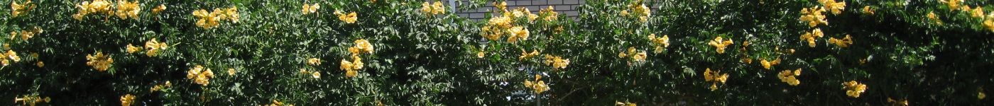 Flowers along my backyard fence