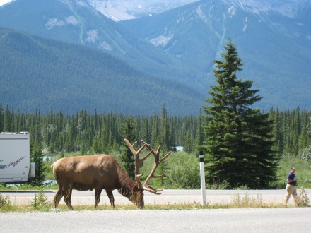 Elk by the side of the road in Canada