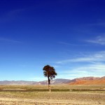 Lone tree in Western Mongolia Lone tree in Western Mongolia