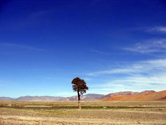 Lone tree in Western Mongolia