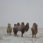 Camels in Mongolia Camels in Mongolia