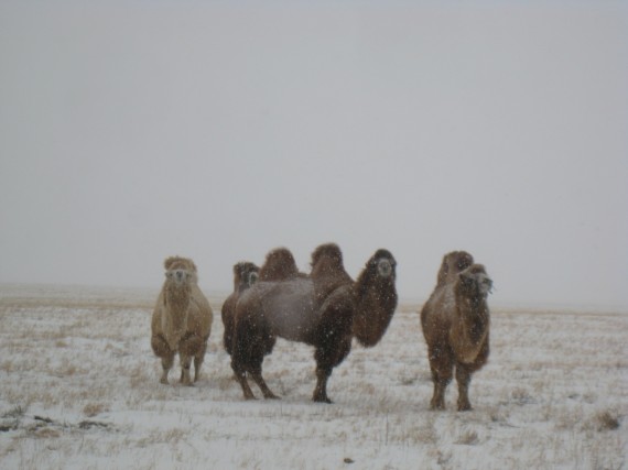 Camels in Mongolia