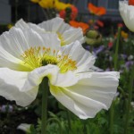 15 Beautiful Temple Flower Photographs