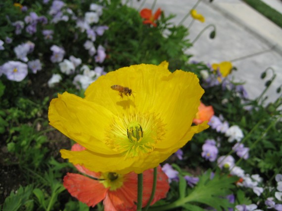 Fresno Temple flower