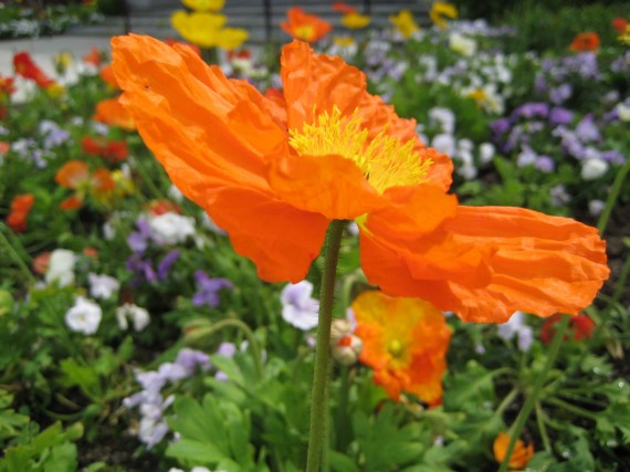 Fresno Temple flower