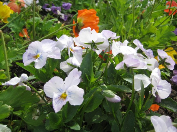 Fresno Temple flower