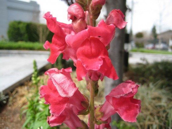 Fresno Temple flower