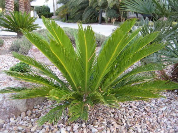 Las Vegas Temple flower