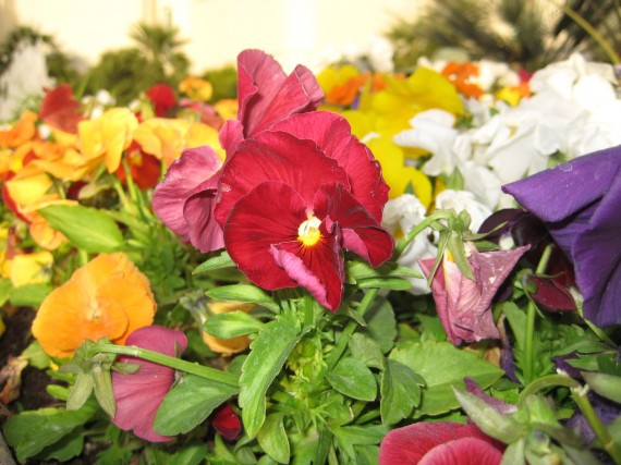 Las Vegas Temple flower