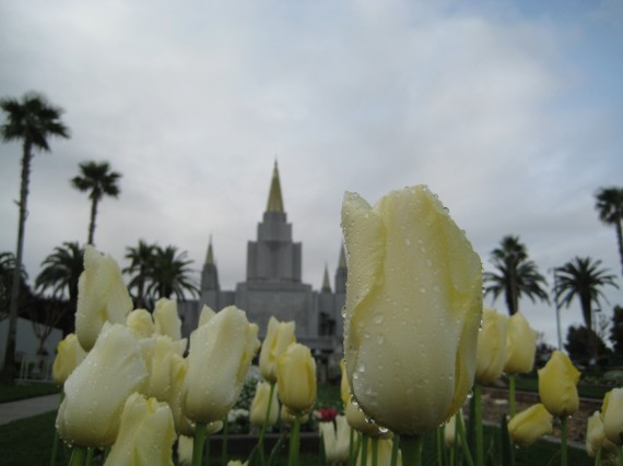 Oakland Temple flower