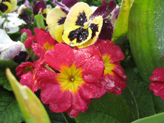 Oakland Temple flower