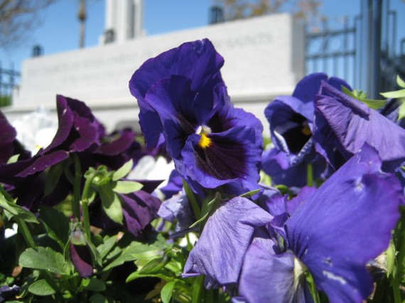 Redlands Temple flower