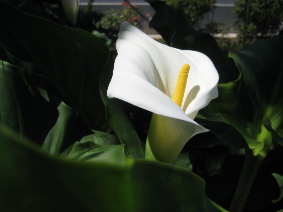 Redlands Temple flower