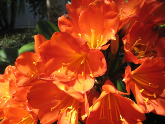 Redlands Temple flower