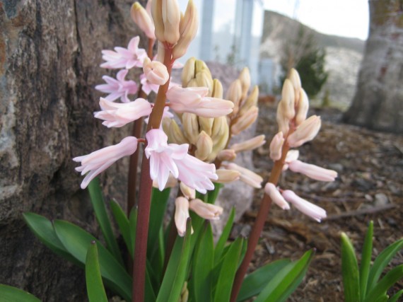 Reno Temple flower