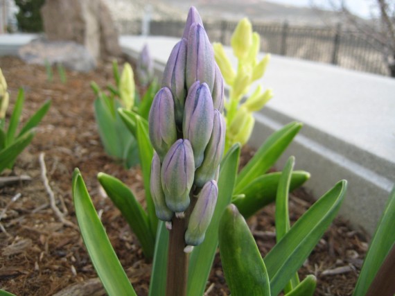 Reno Temple flower