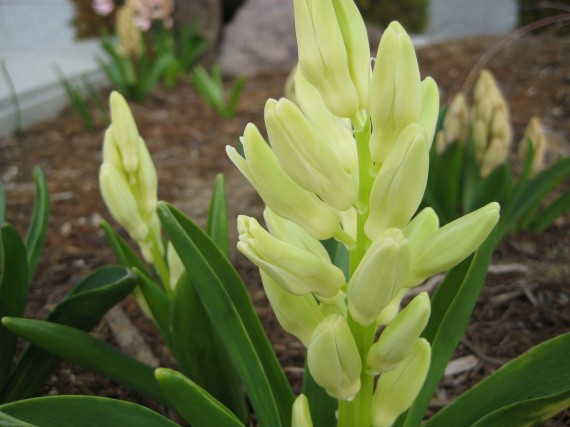 Reno Temple flower