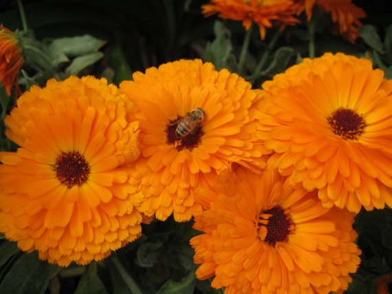 Sacramento Temple flower