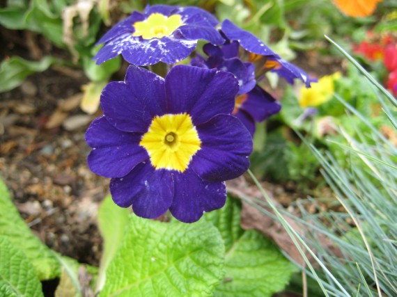 Sacramento Temple flower