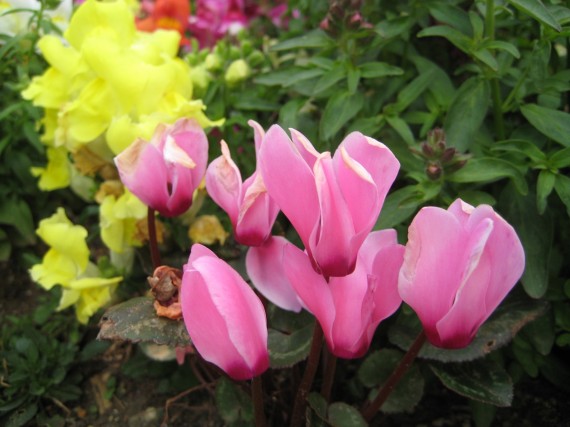 Sacramento Temple flower