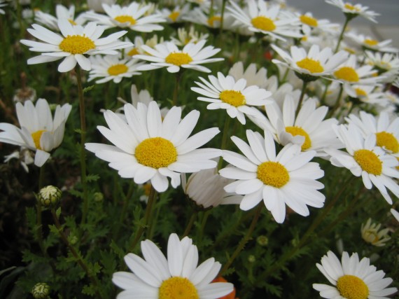 Sacramento Temple flower