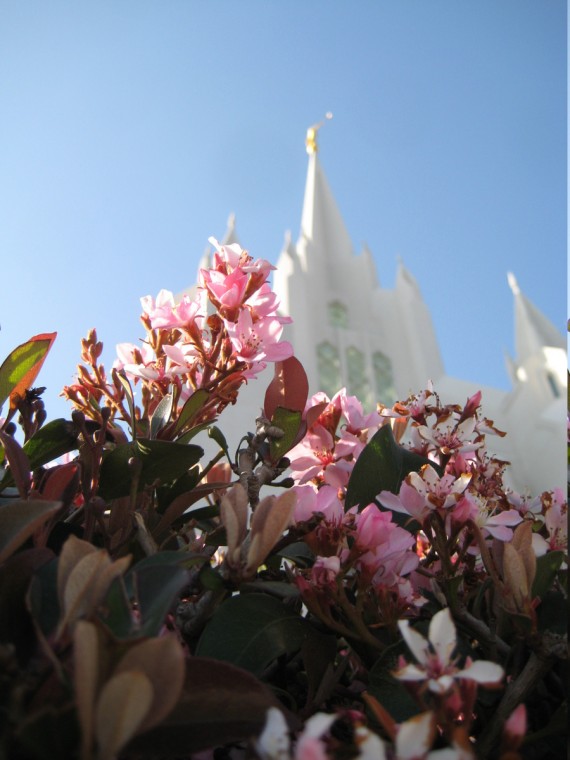 San Diego Temple flower