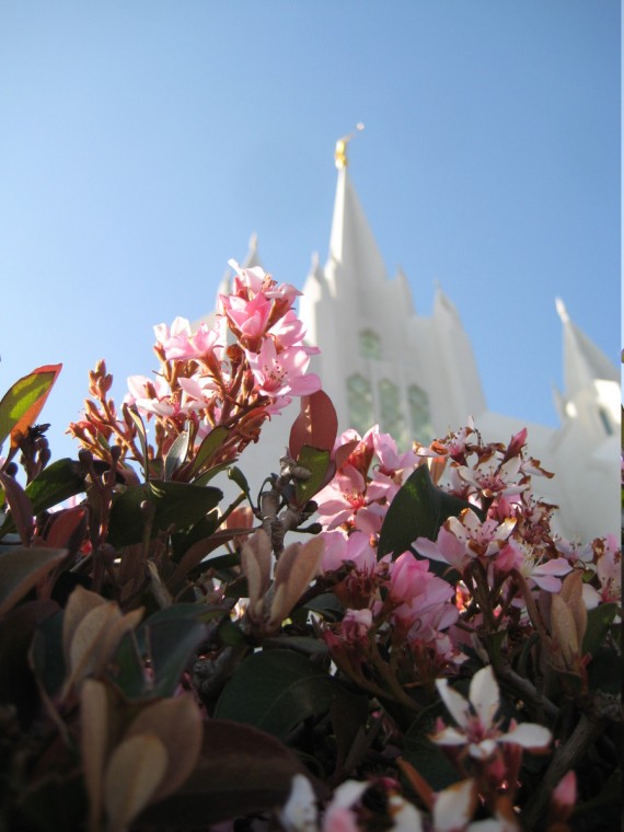 San Diego Temple flower