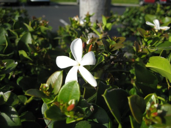 San Diego Temple flower