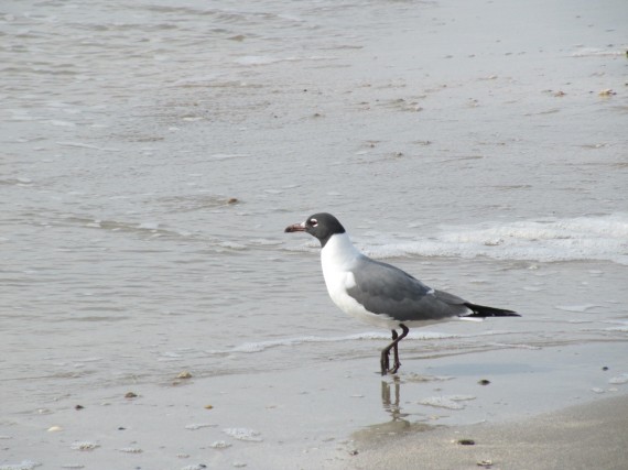 Galveston Beach