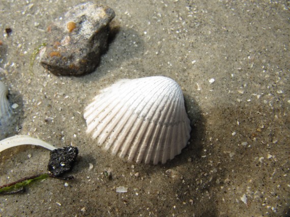 Galveston Beach