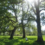 Sacred Grove look alike Sacred Grove look alike