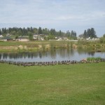 Vancouver pond Vancouver pond