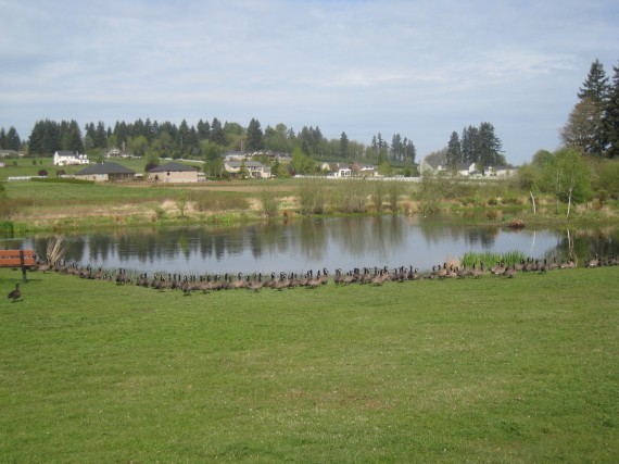 Vancouver pond
