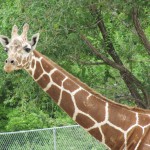 Hogle Zoo