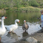 Bryson feeding fowl Bryson feeding fowl