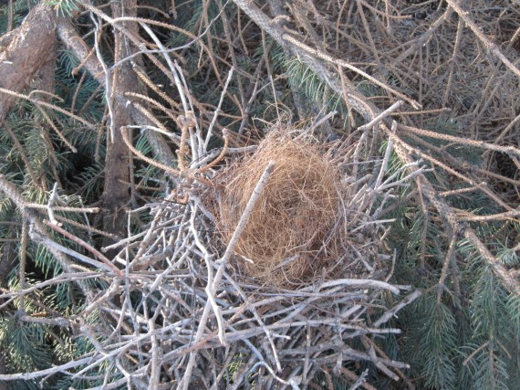 Give Your Tree A New Look