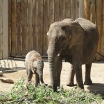 Hogle Zoo Hogle Zoo
