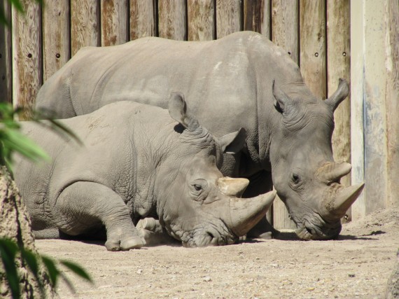 Hogle Zoo