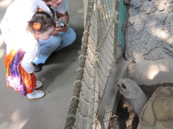 Aurora encounters the Aldabra Tortoise