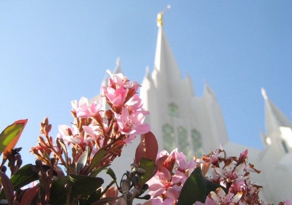 San Diego Temple Flowers