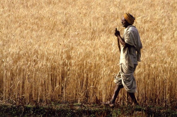 Ready for harvest, Northern India